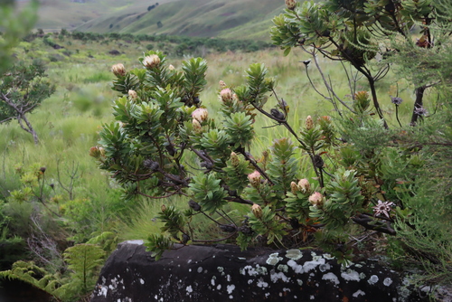 Image of Protea asymmetrica by (c) Tony Rebelo, some rights reserved (CC BY-SA)