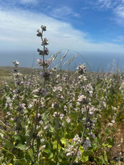 Malacothamnus clementinus, photograph (c) Melanie J. Davis, some rights reserved (CC BY)