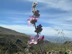 Malacothamnus clementinus, photograph (c) Melanie J. Davis, some rights reserved (CC BY)