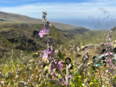 Malacothamnus clementinus, photograph (c) Melanie J. Davis, some rights reserved (CC BY)