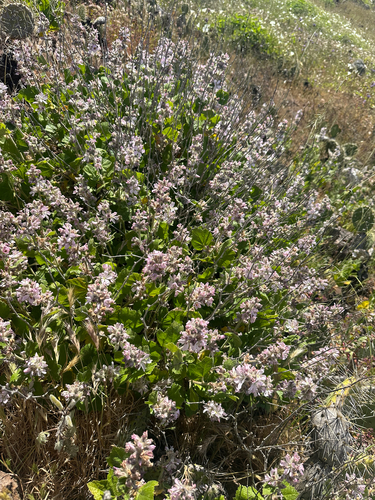 San Clemente Island bushmallow (Malacothamnus clementinus)