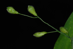 Dichanthelium boscii