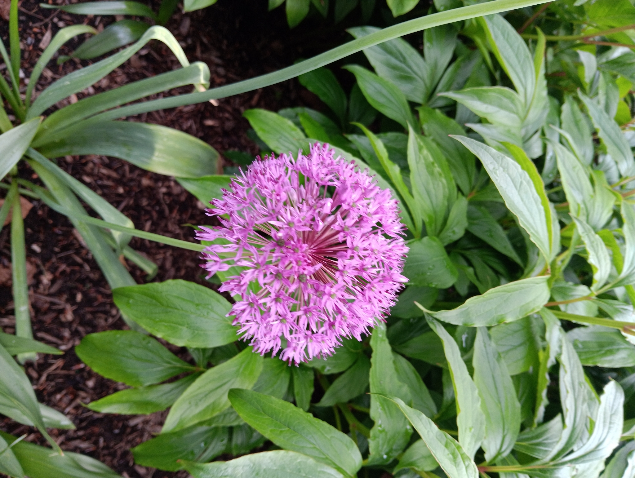 Imagem de Allium giganteum é conhecido como "alho-gigante"