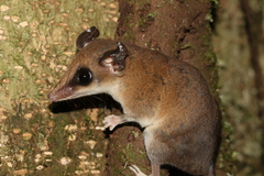 Delicate Slender Opossum photo 4