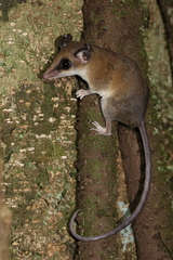 Delicate Slender Opossum photo 3