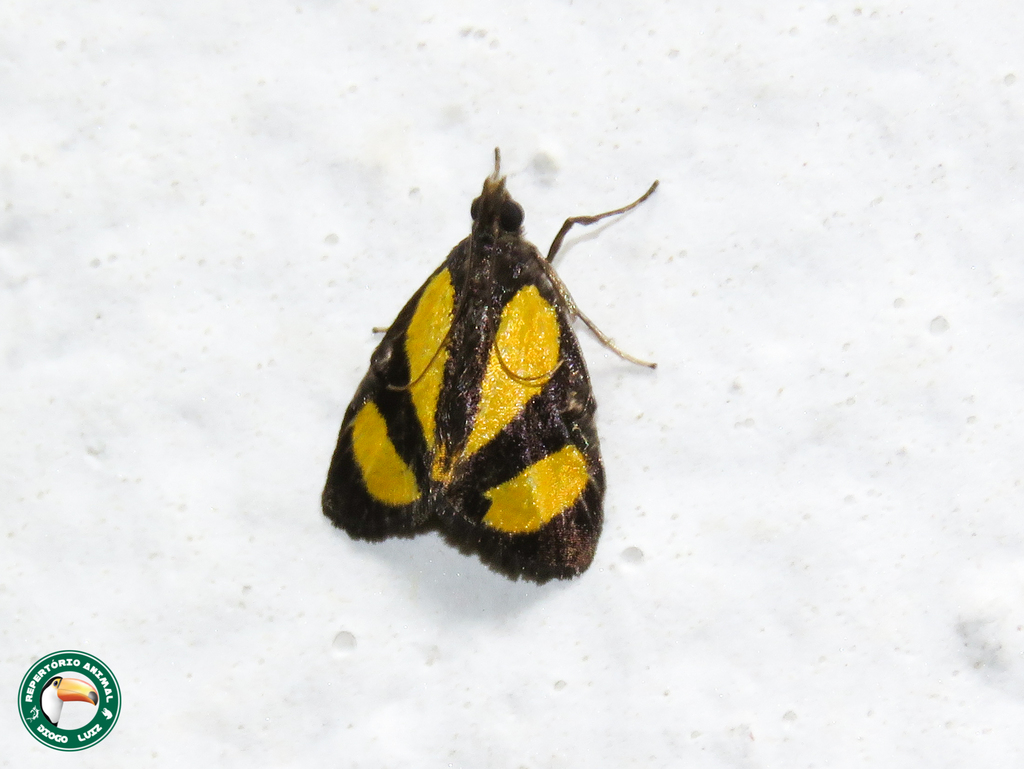Chrysauge jonesalis