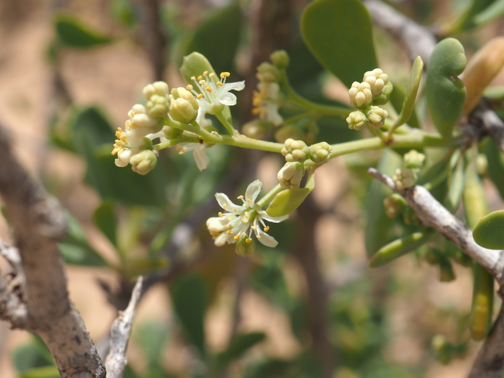 Nitraria retusa (Nitraria retusa)