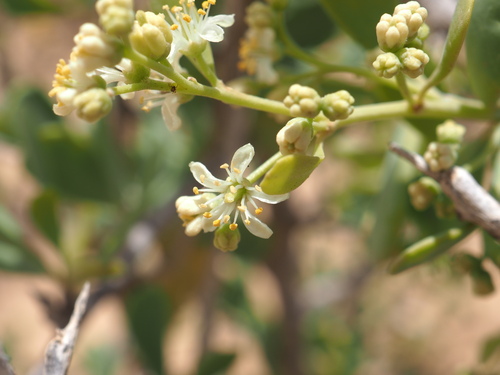Nitraria retusa, photograph 4