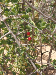 Nitraria retusa, photograph (c) Hugo Innes, some rights reserved (CC BY)