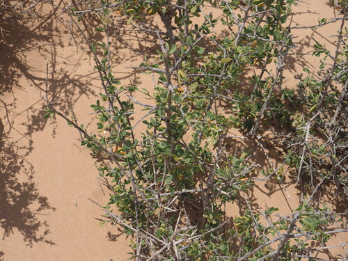 Nitraria retusa, photograph 6