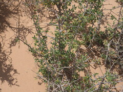 Nitraria retusa, photograph (c) Hugo Innes, some rights reserved (CC BY)