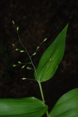 Dichanthelium boscii