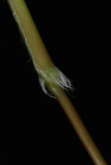 Dichanthelium boscii