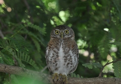 Glaucidium siju