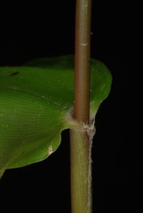 Dichanthelium boscii