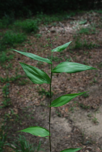 Bosc's Witchgrass — photo 1