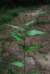Dichanthelium boscii