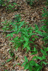 Dichanthelium boscii