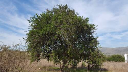 Image of Schinus latifolia by (c) Cesar Ormazabal, some rights reserved (CC BY)