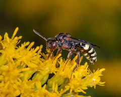 Nomada vicina