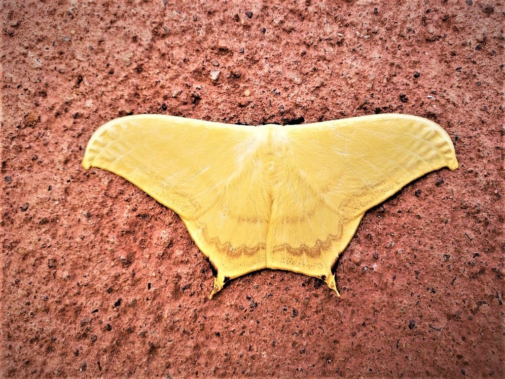 Therinia buckleyi
