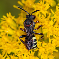 Nomada vicina