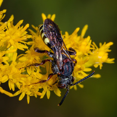 Nomada vicina