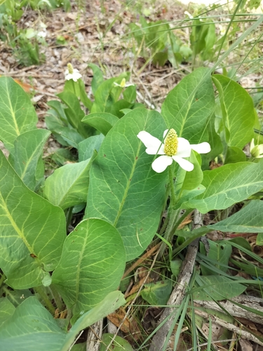 Yerba mansa (Anemopsis californica)