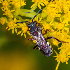 Nomada vicina