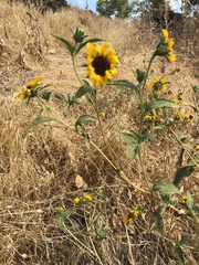 Helianthus bolanderi