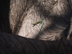Anatololacerta pelasgiana
