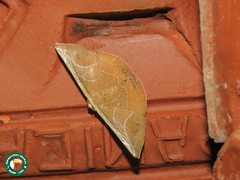 Cimicodes ferruginea