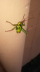 Cibotopteryx