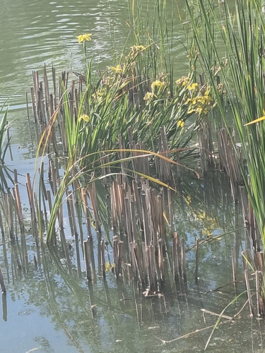Avistamiento Lirio amarillo (Iris pseudacorus, Mezquita)