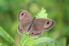 Ypthima pandocus corticaria