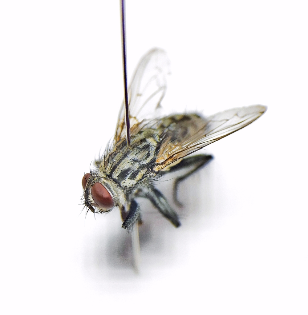 Sarcophaga curvifemoralis