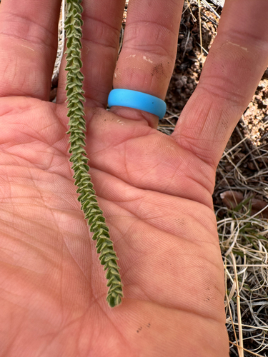 Intermountain Mousetail (Ivesia sabulosa)