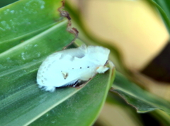 Naroma varipes