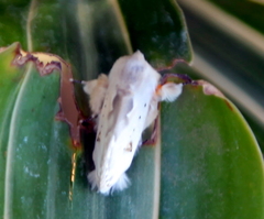 Naroma varipes