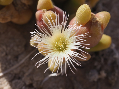 Morocco Icefig (Mesembryanthemum theurkauffii)