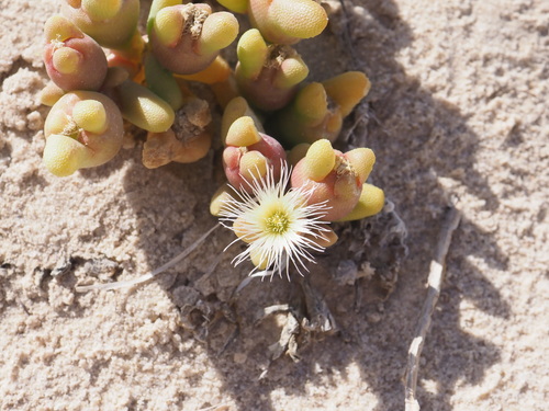 Mesembryanthemum cryptanthum