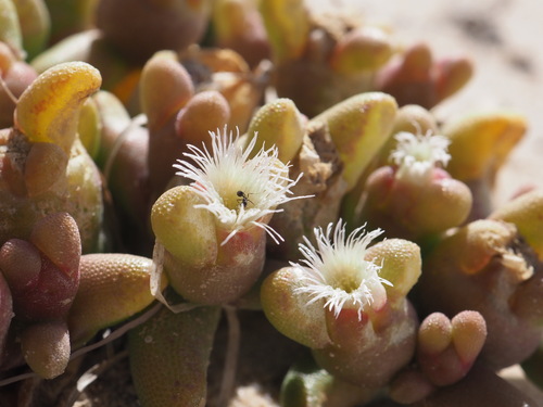 Mesembryanthemum cryptanthum