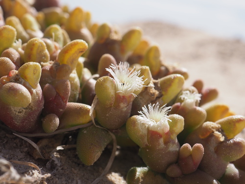 Mesembryanthemum cryptanthum