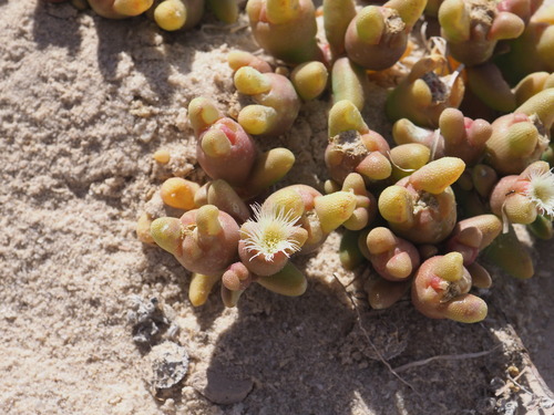 Mesembryanthemum cryptanthum
