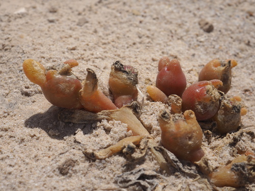 Mesembryanthemum cryptanthum