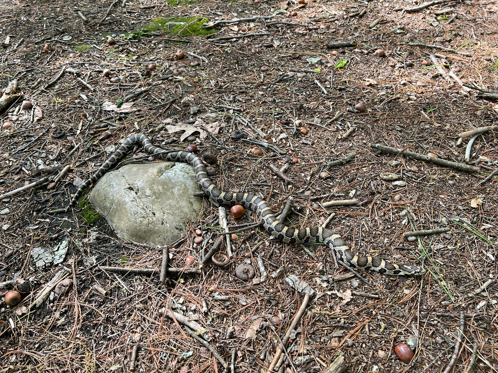 Eastern Milksnake