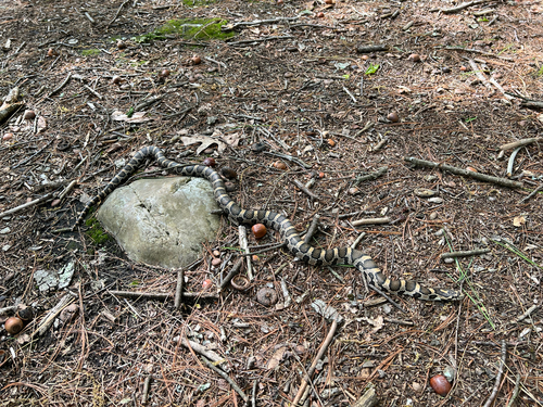 Eastern Milksnake
