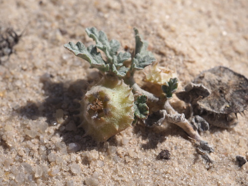 Image of Neurada procumbens by (c) Hugo Innes, some rights reserved (CC BY)
