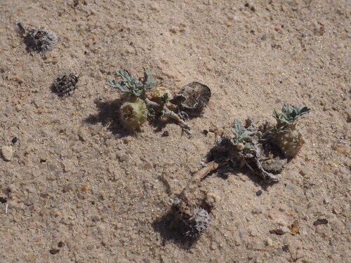 Image of Neurada procumbens by (c) Hugo Innes, some rights reserved (CC BY)