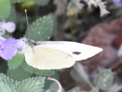 Pieris mannii